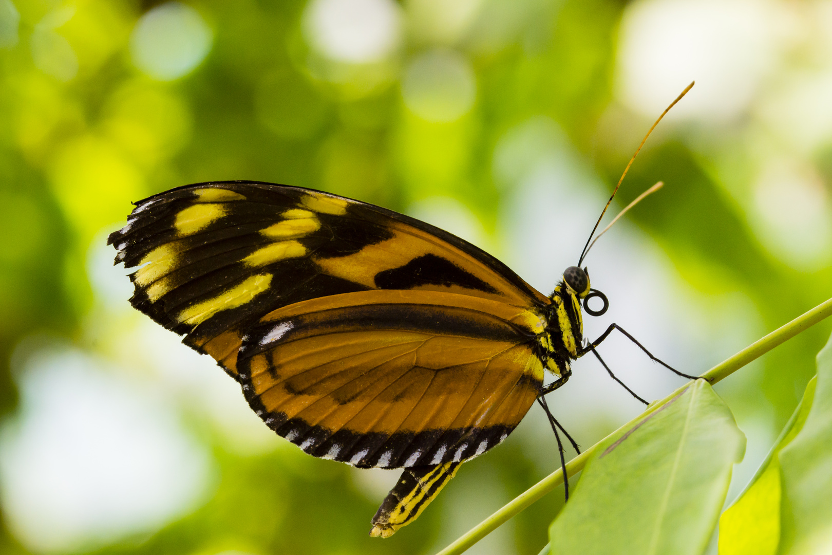 Schmetterling