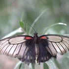 Schmetterling 