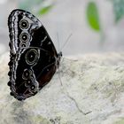 Schmetterling