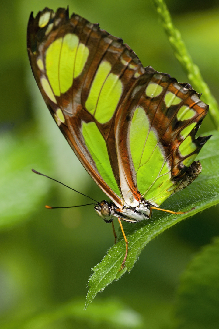 Schmetterling