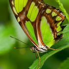 Schmetterling