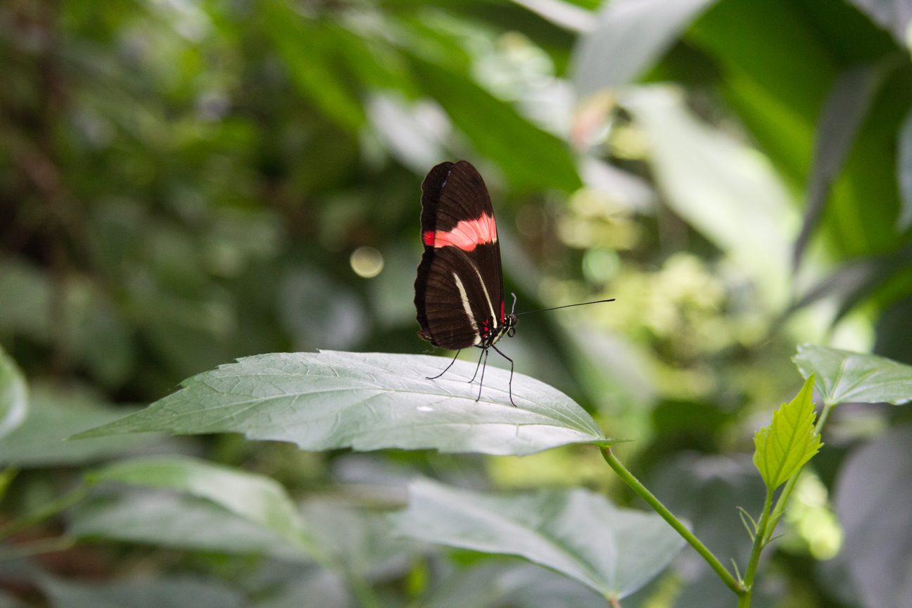 Schmetterling