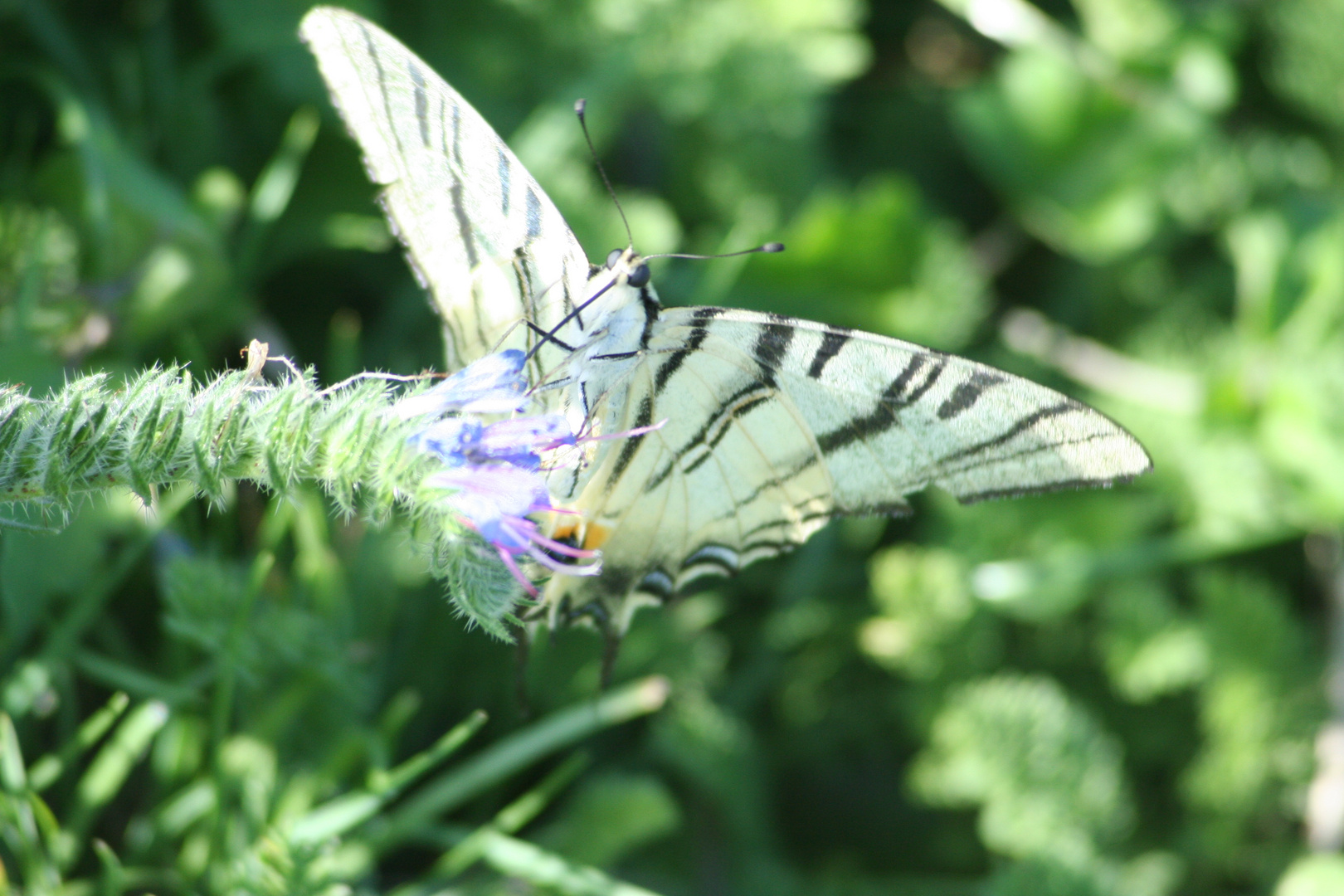 schmetterling