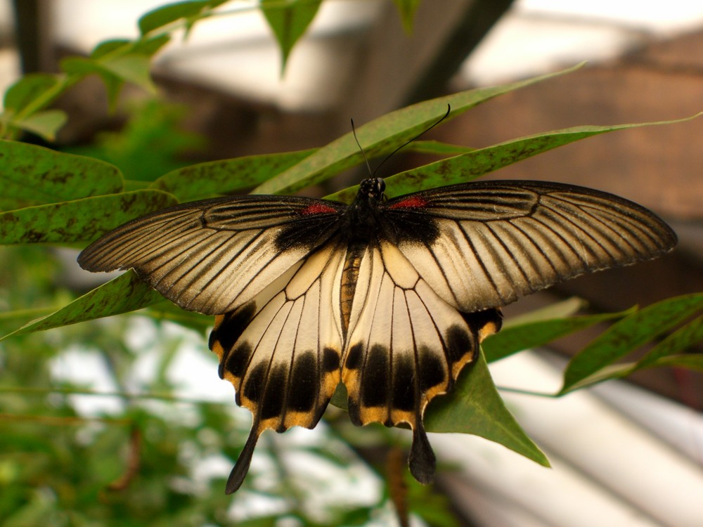 Schmetterling