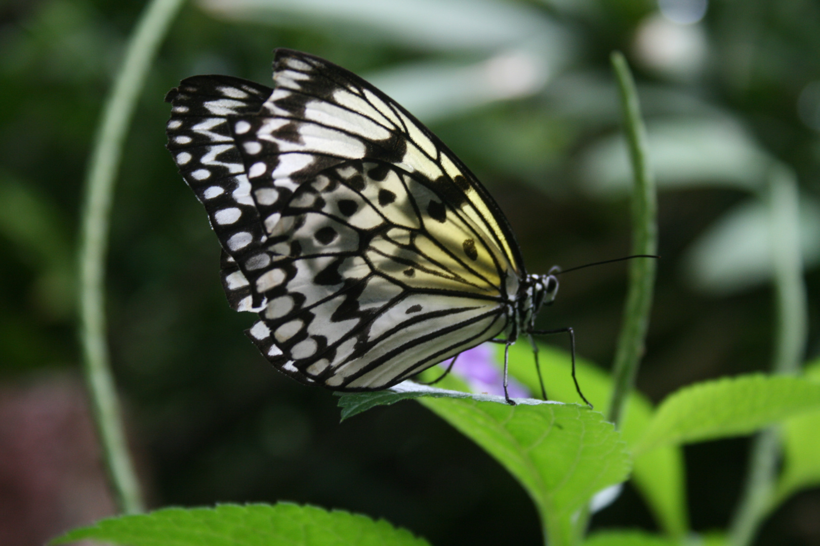 Schmetterling