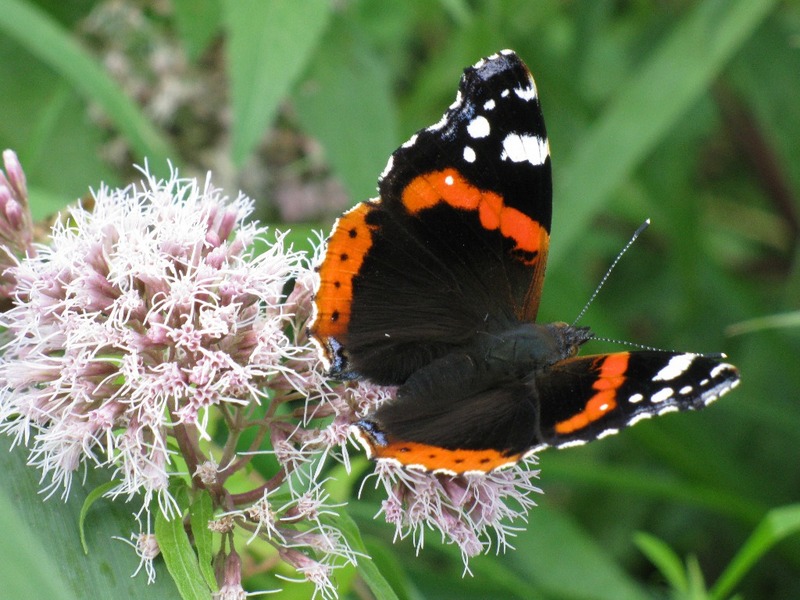 Schmetterling