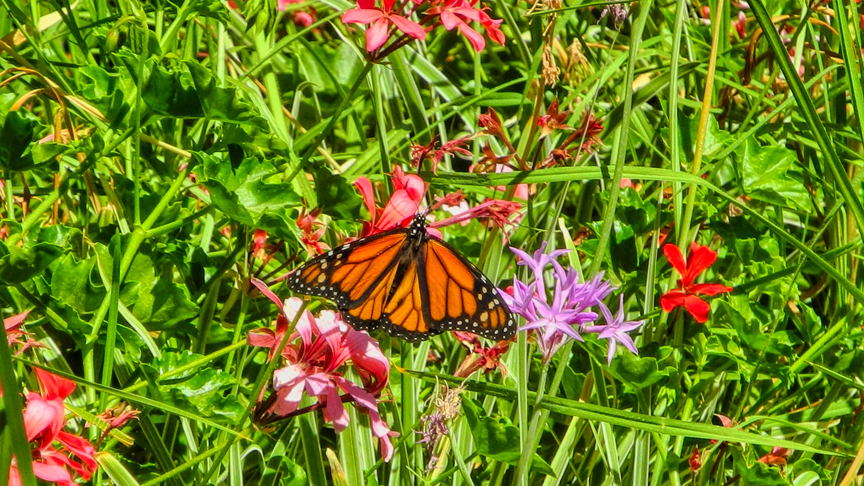 Schmetterling