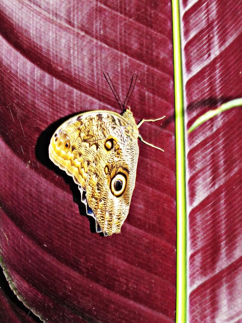 Schmetterling