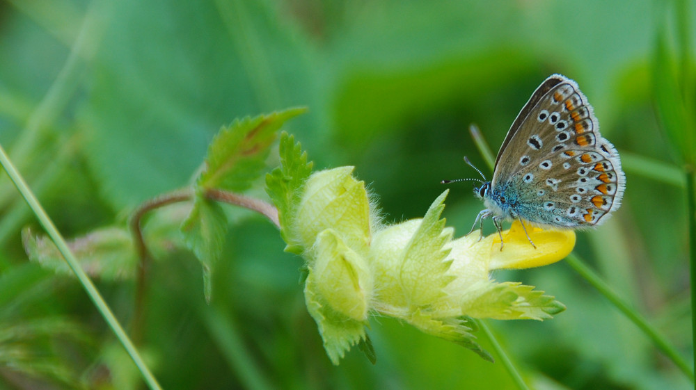 Schmetterling...