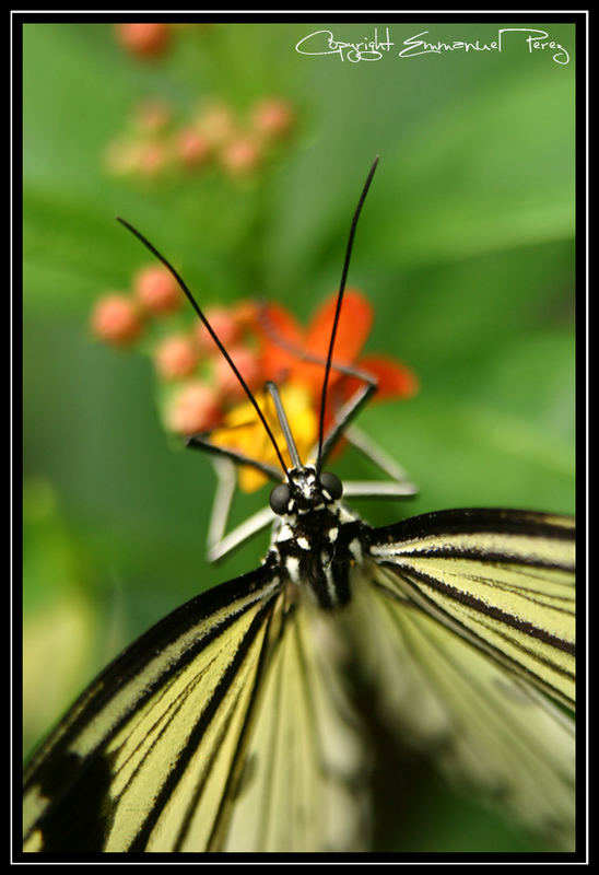 Schmetterling