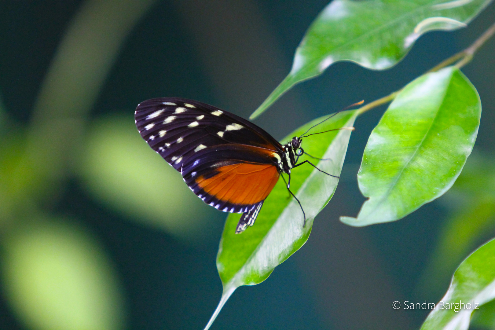 Schmetterling