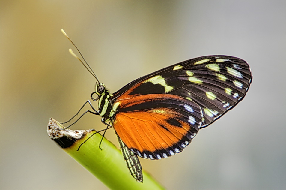 Schmetterling