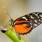 Schmetterling