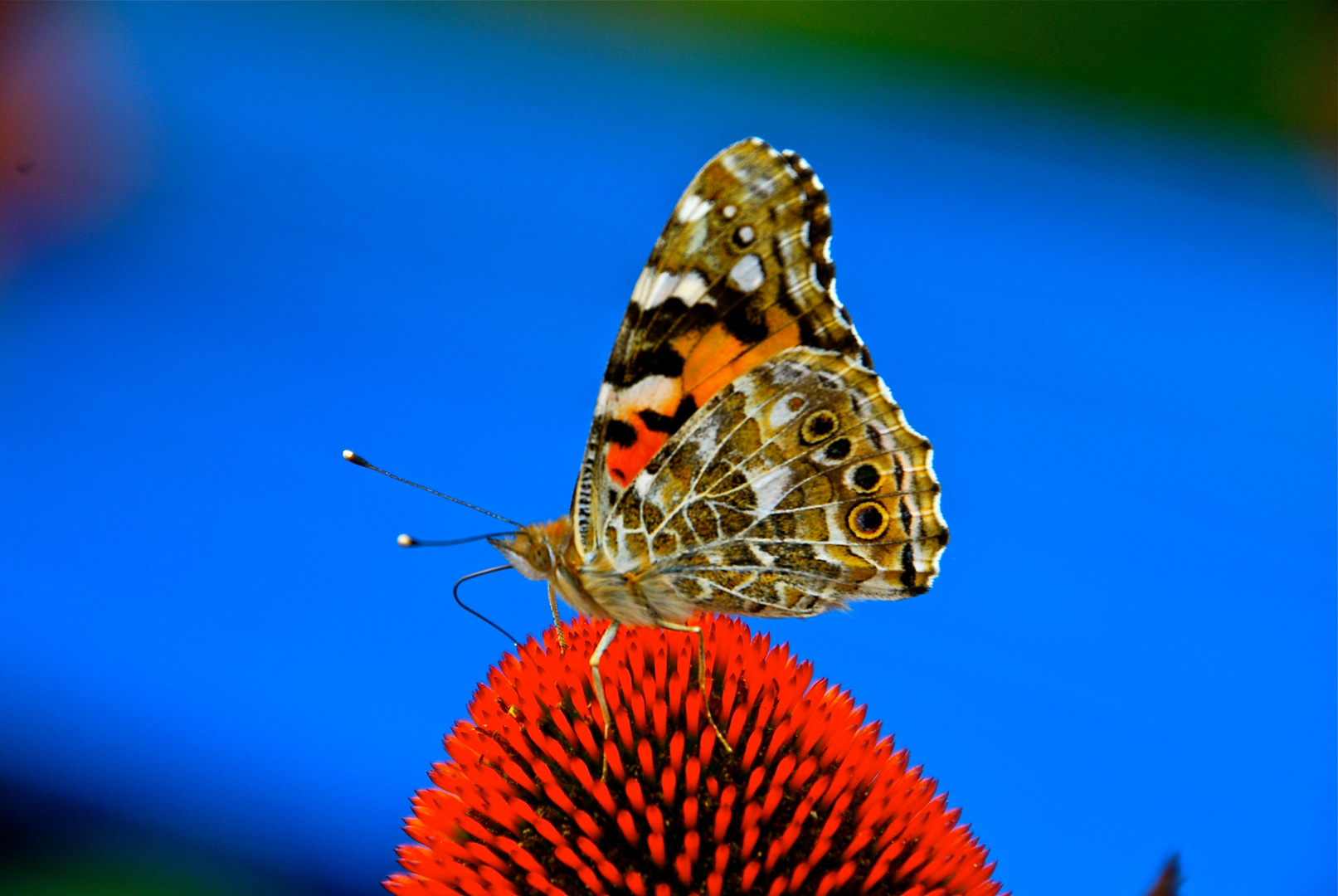 Schmetterling