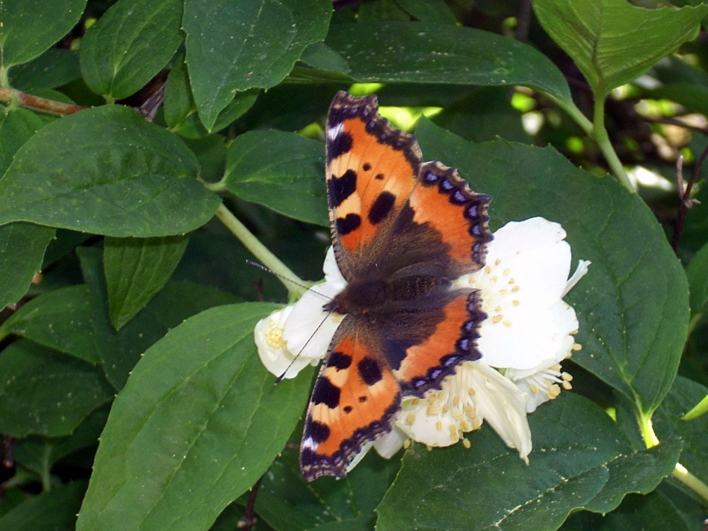 Schmetterling