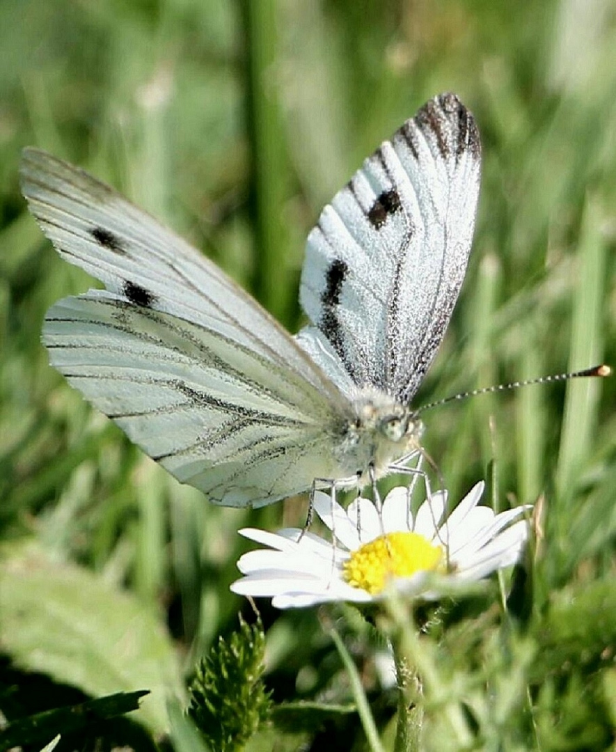 Schmetterling