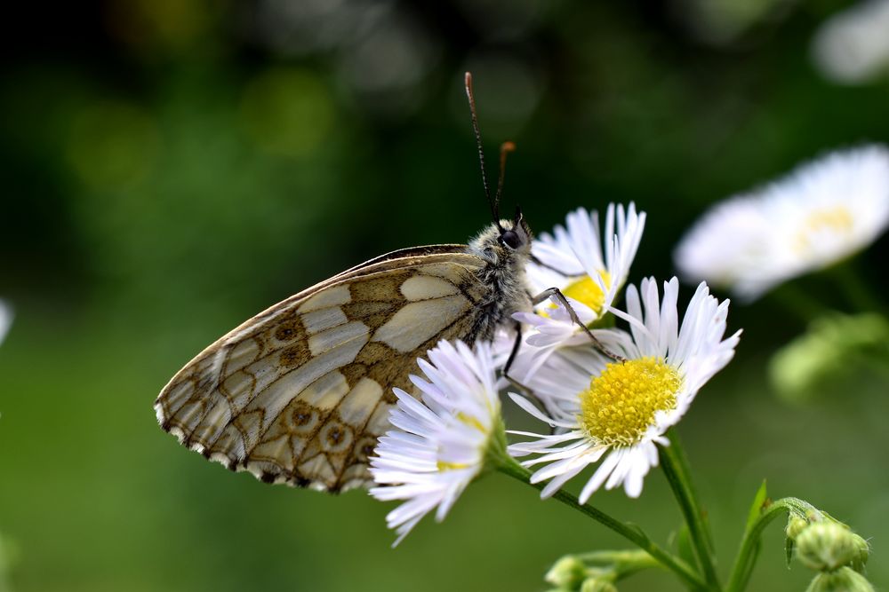 Schmetterling