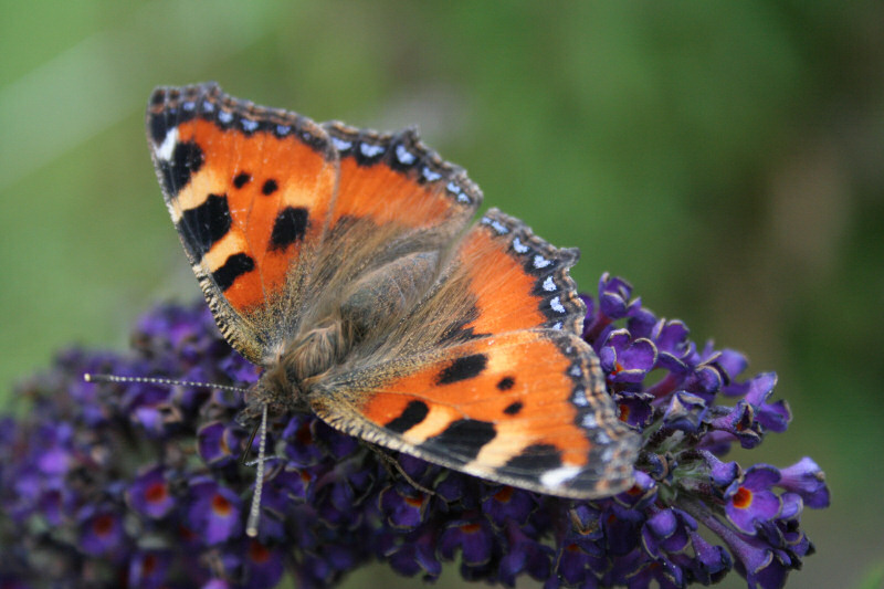 Schmetterling