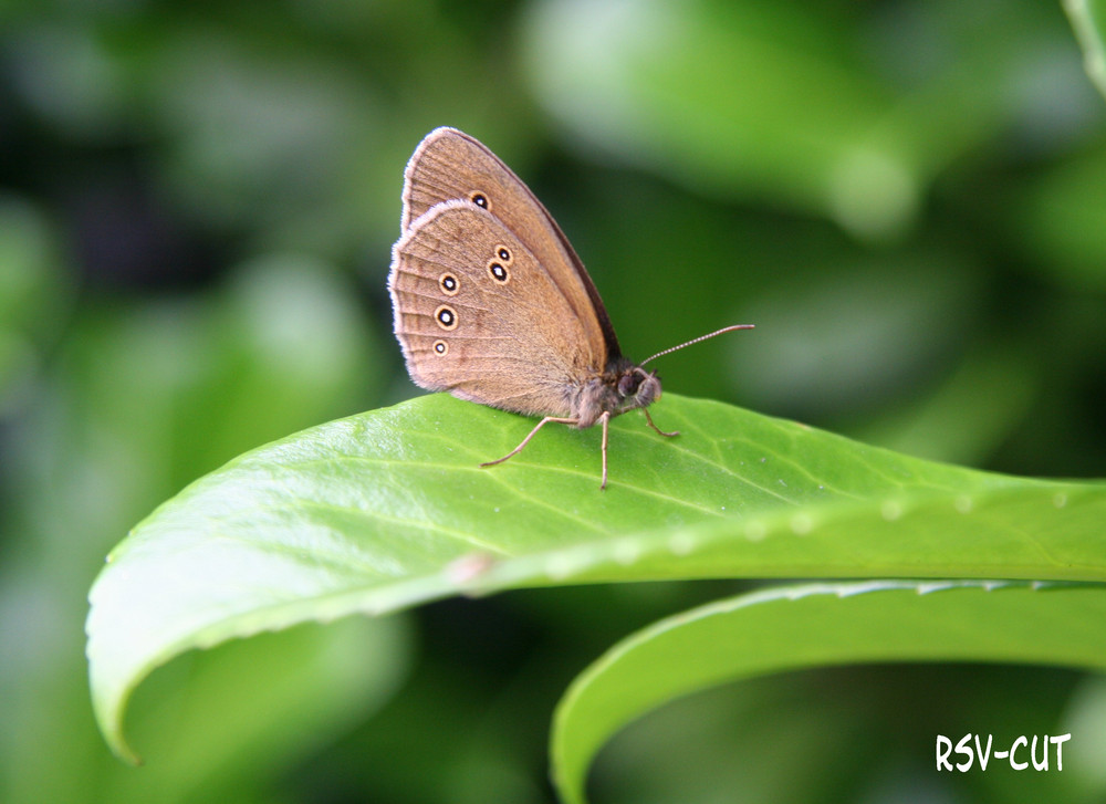 Schmetterling