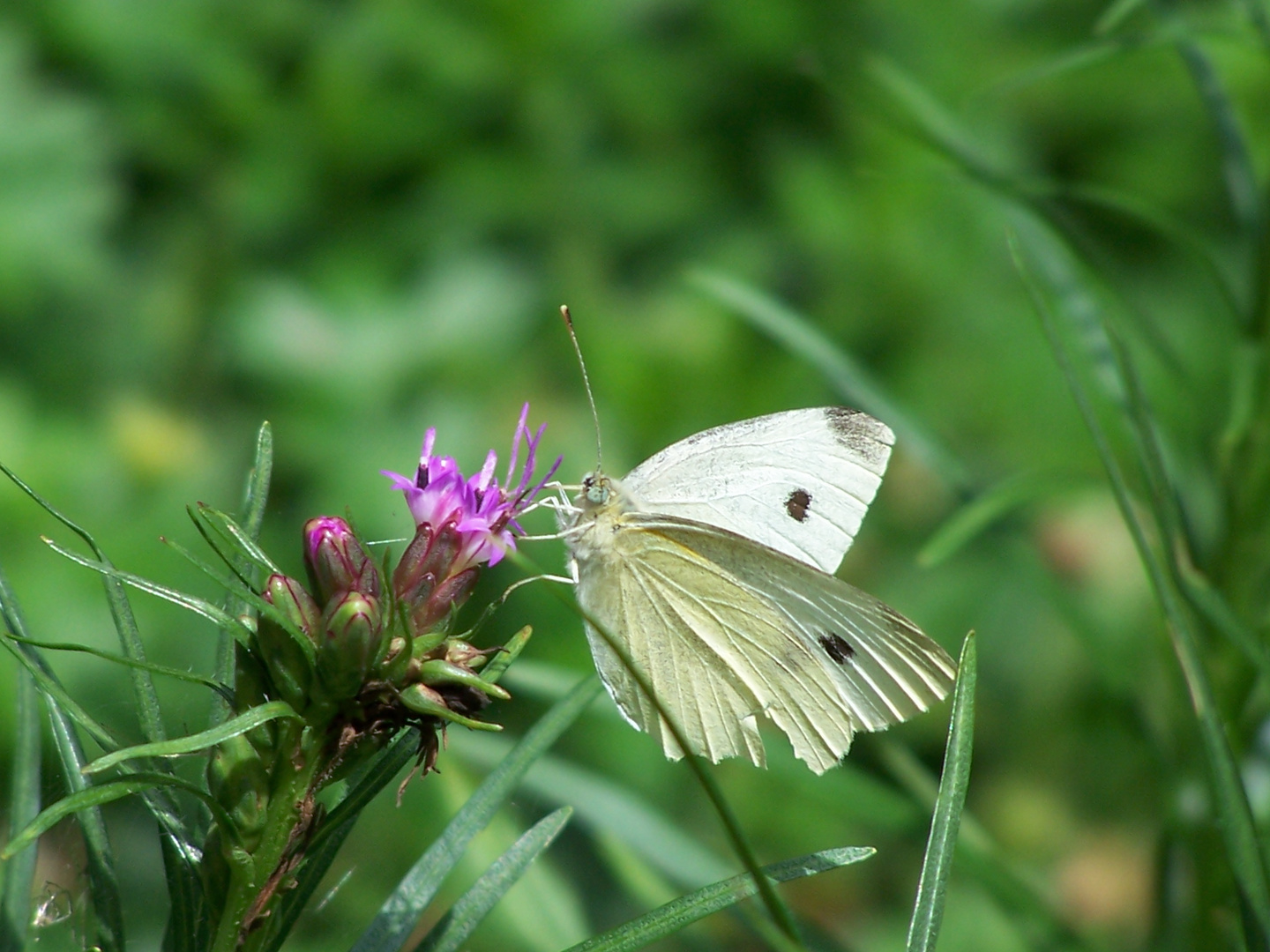 Schmetterling