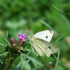 Schmetterling