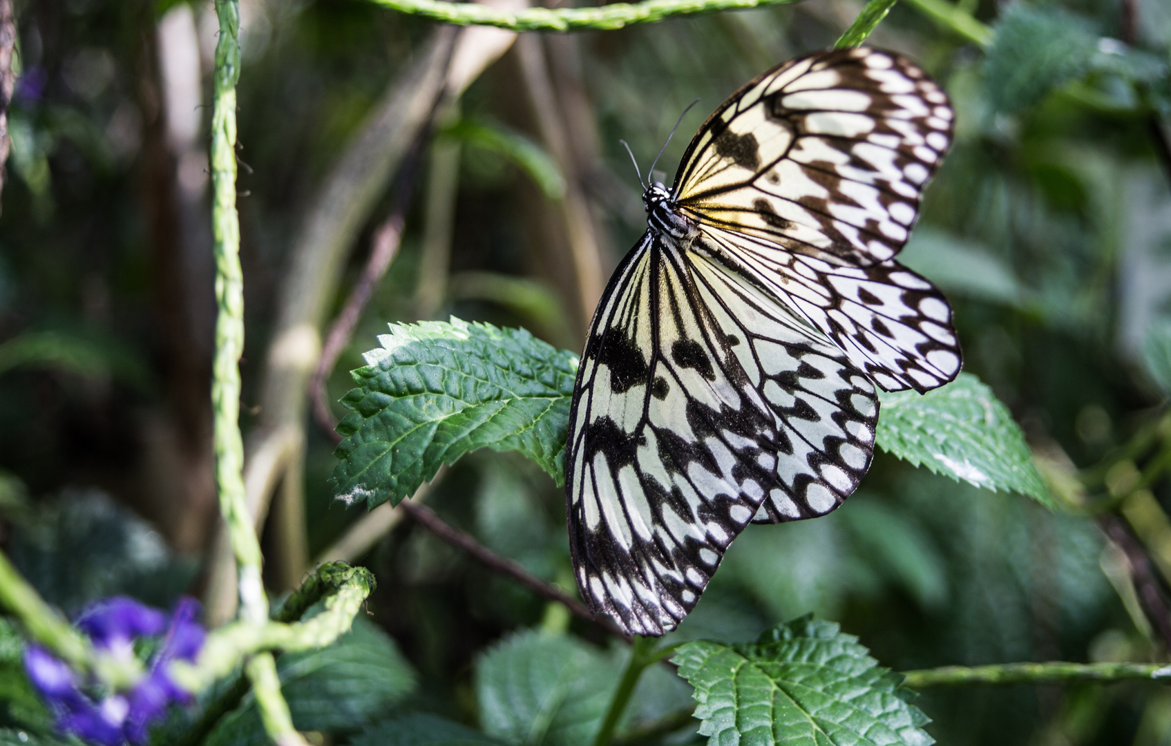 Schmetterling 6,schwarz weiß, Mainau