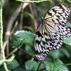 Schmetterling 6,schwarz weiß, Mainau