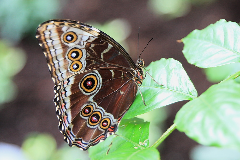 Schmetterling (7)