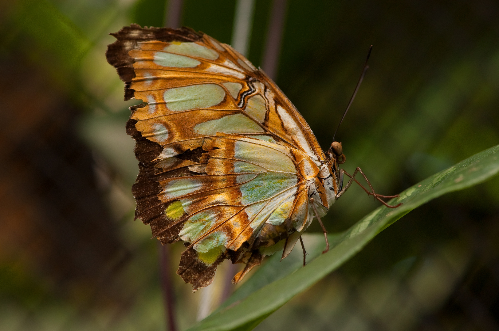 Schmetterling 7