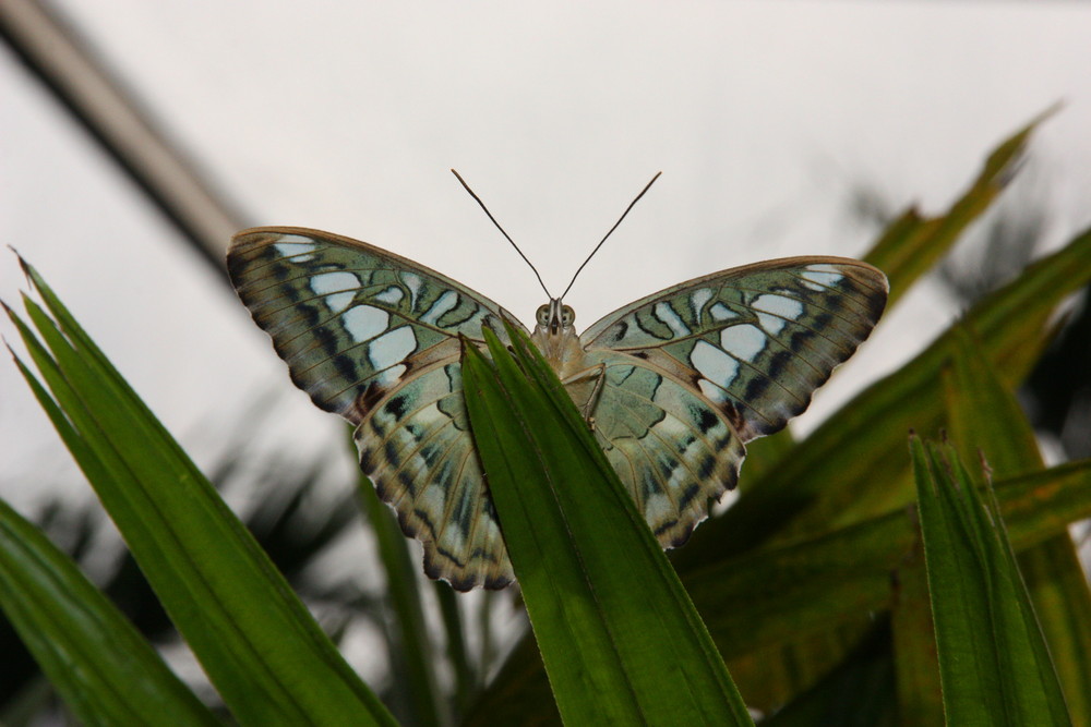 Schmetterling (7)