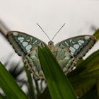 Schmetterling (7)