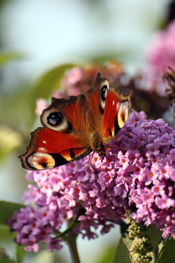 schmetterling 7