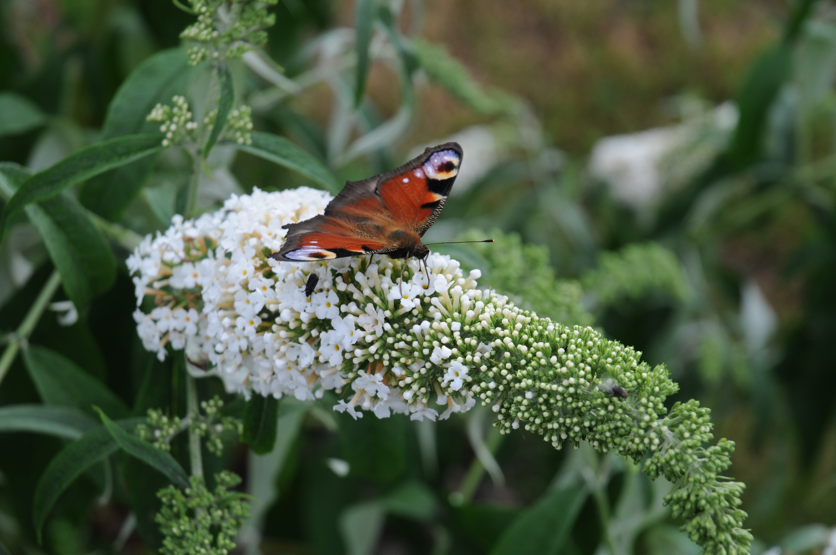 Schmetterling