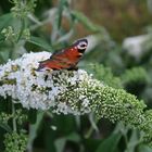 Schmetterling