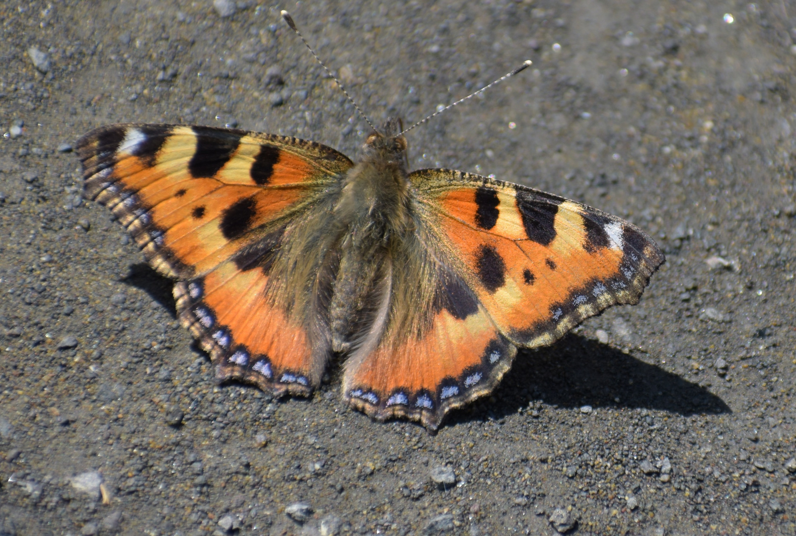 Schmetterling