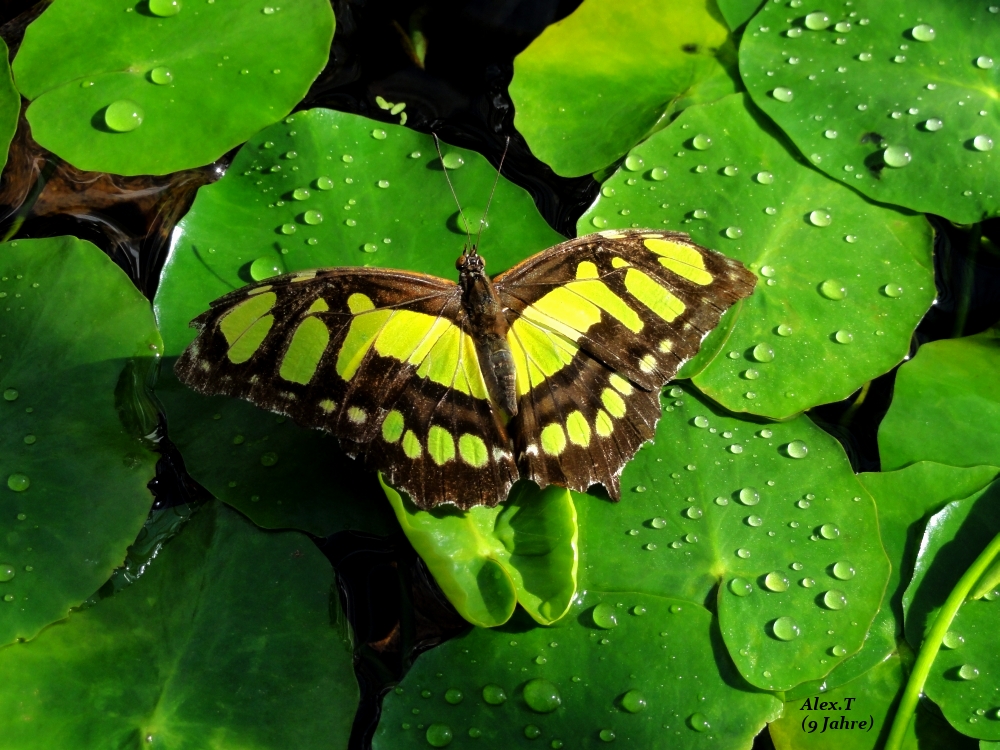 Schmetterling