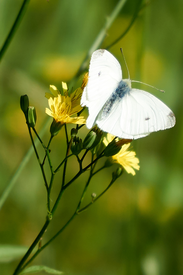 Schmetterling