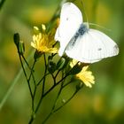 Schmetterling