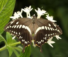 Schmetterling