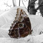 Schmetterling