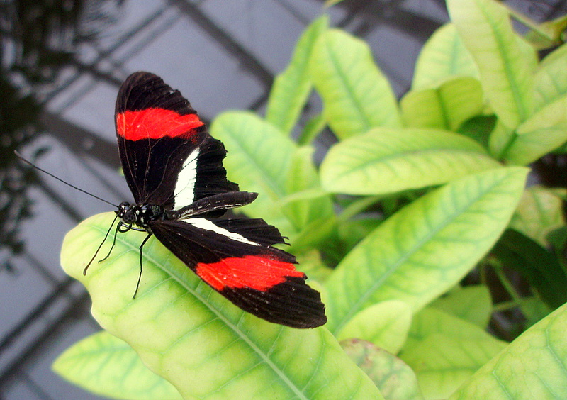 Schmetterling