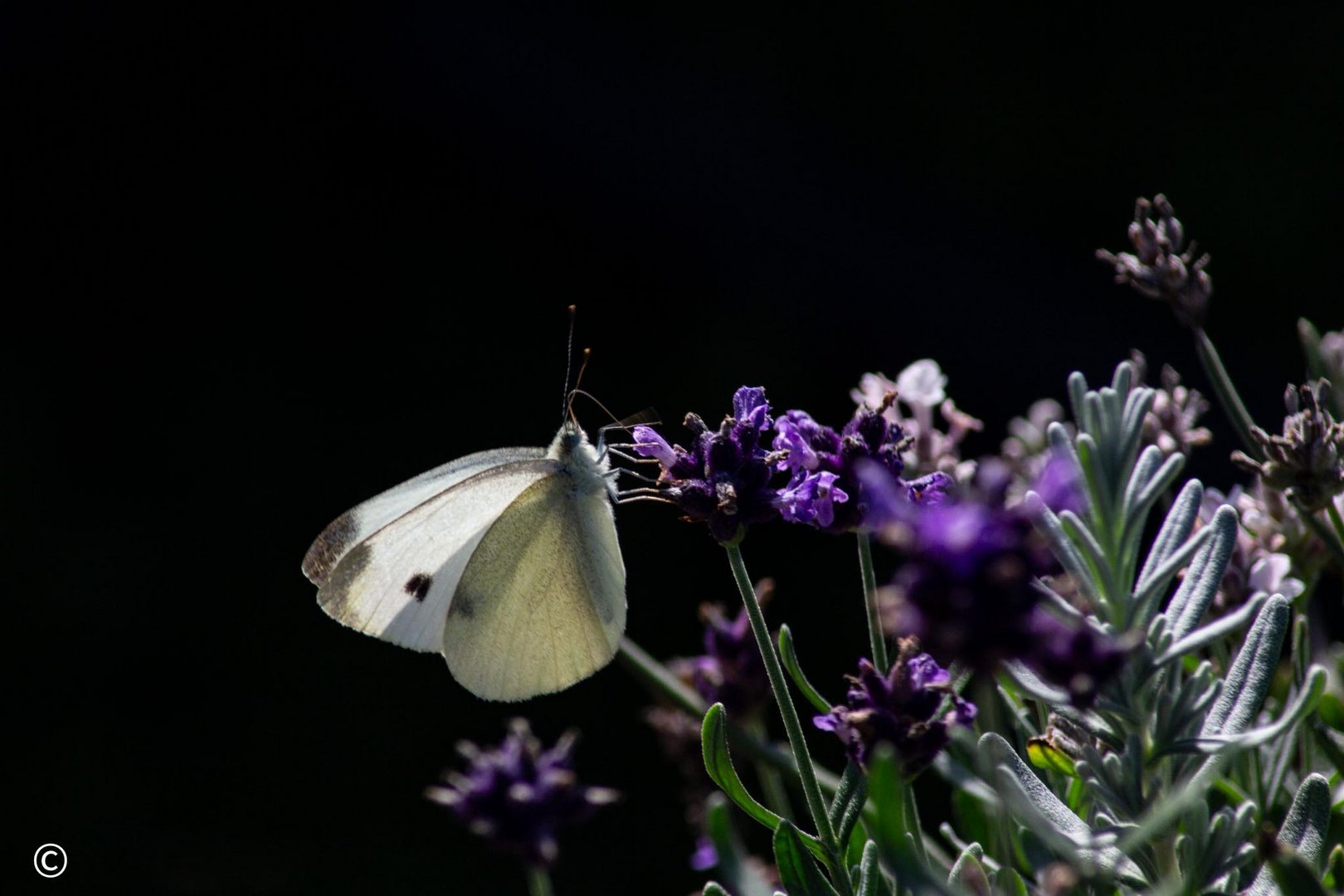 schmetterling