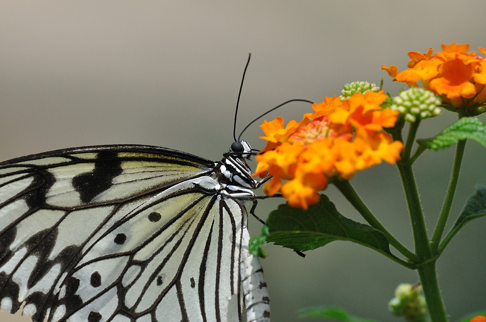 Schmetterling