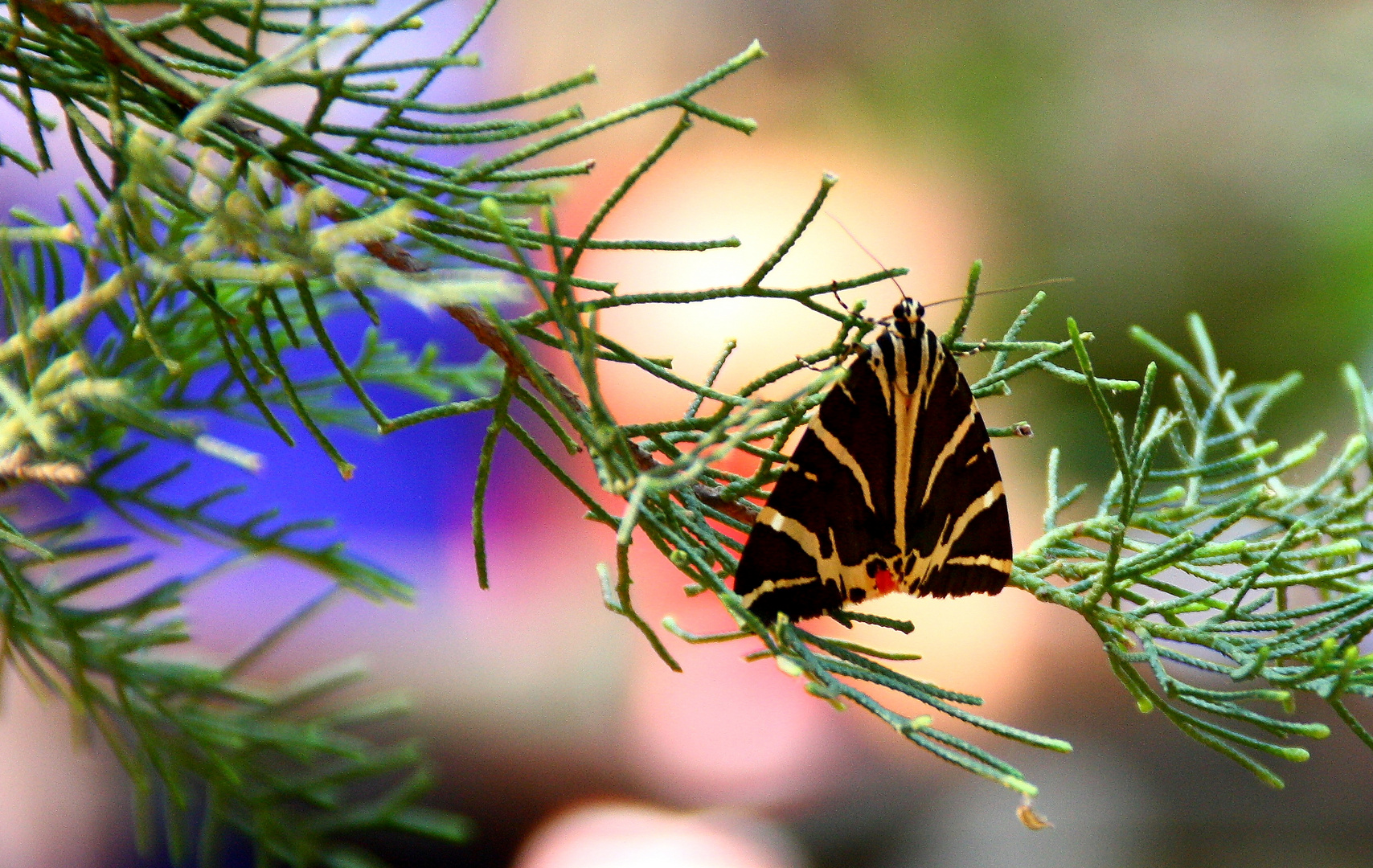 Schmetterling