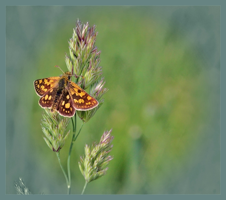 Schmetterling