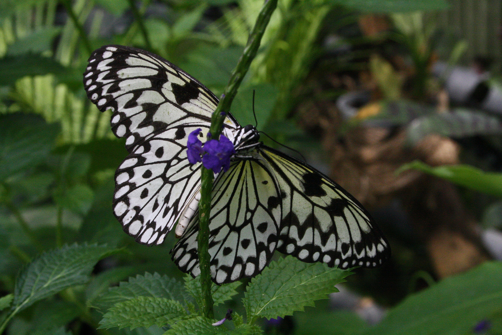 Schmetterling