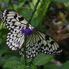 Schmetterling