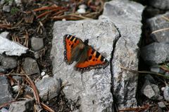 Schmetterling