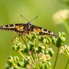 Schmetterling 