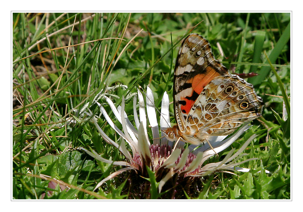 schmetterling